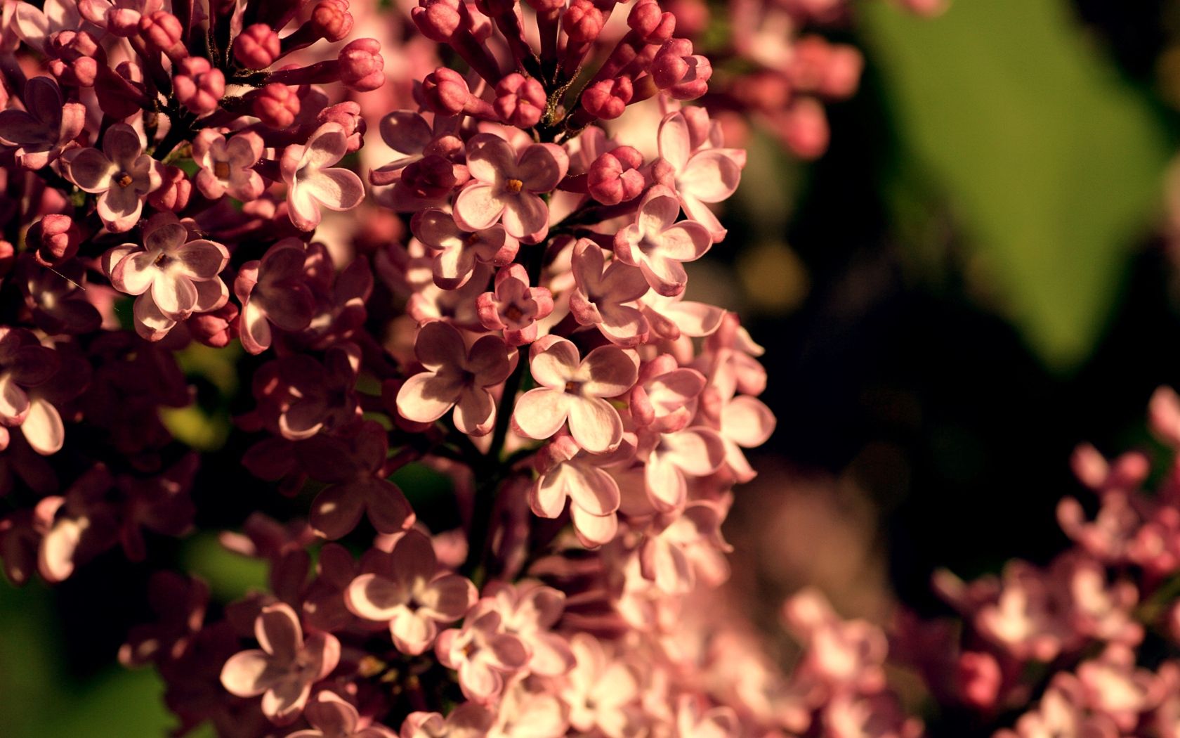 lilac, unusual, close-up, bloom