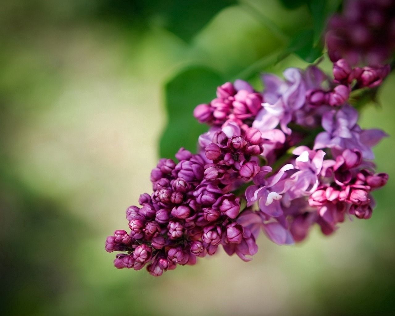 lilac, bindweed, bloom, spring, close-up