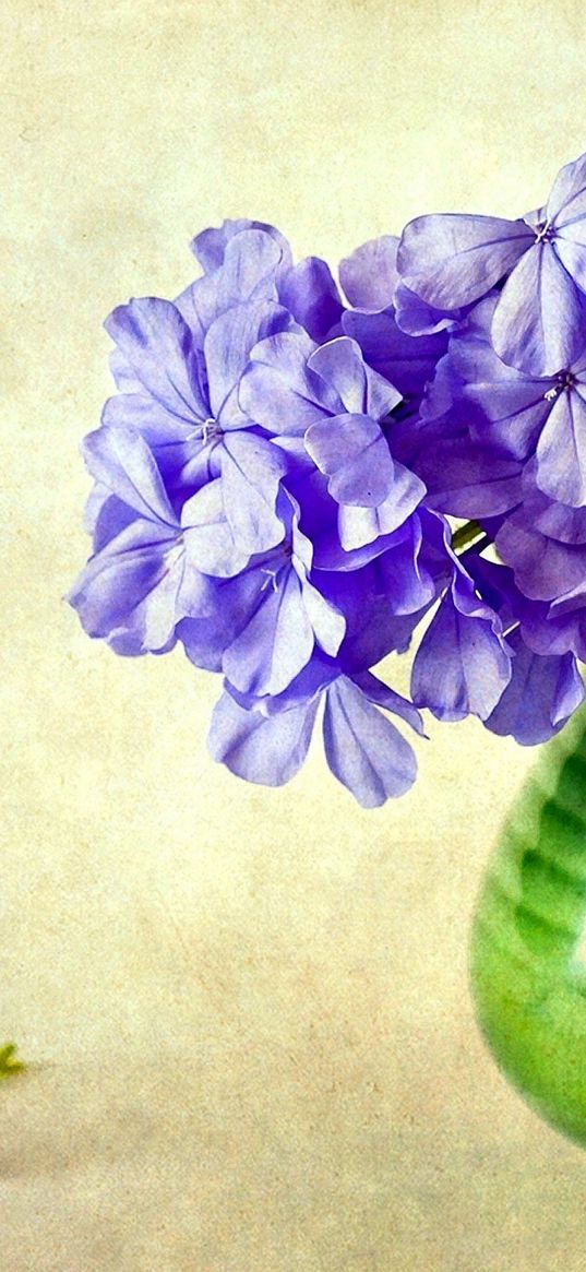 phlox, flowers, vase, background