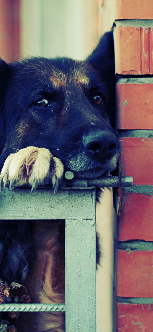 dog, muzzle, shepherd, black, waiting