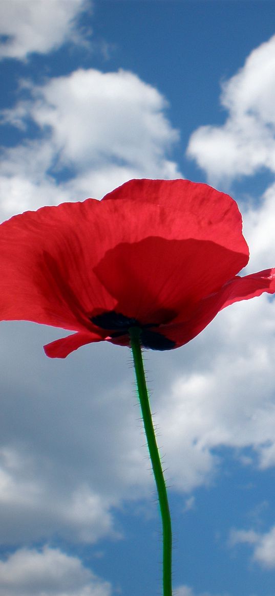 poppy, field, sky, sunny, summer, mood