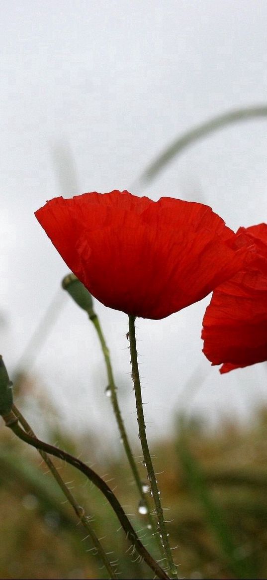 poppies, field, drops, overcast