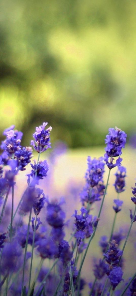 flowers, field, nature, herbs, beauty