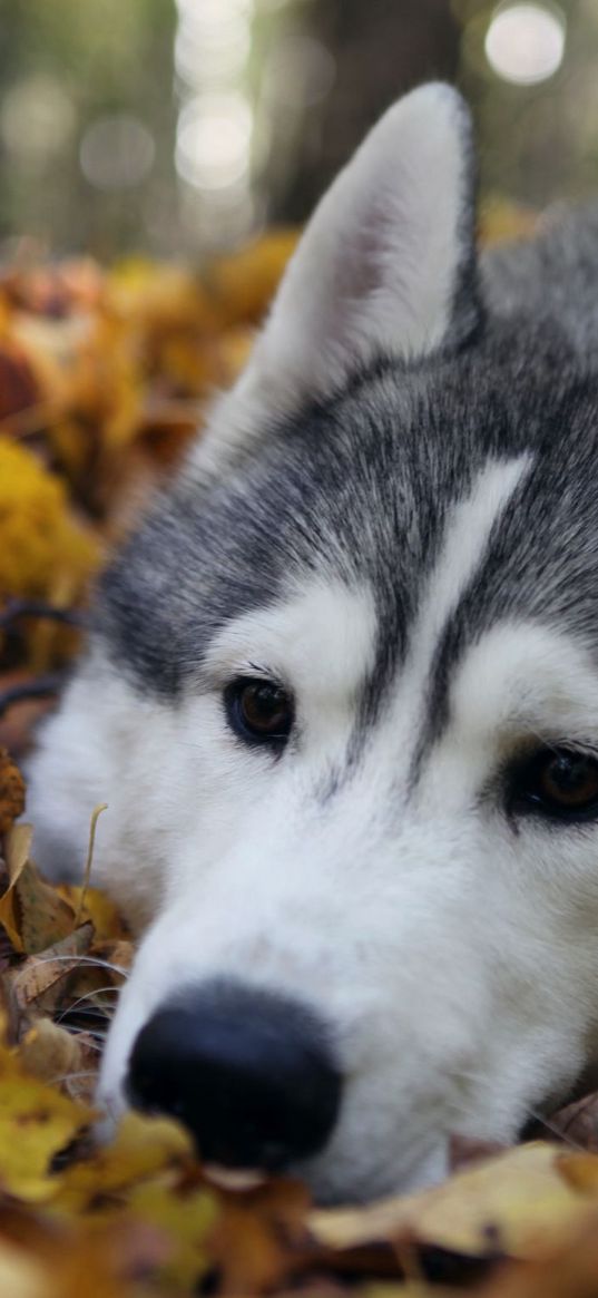 dog, muzzle, grass, leaves