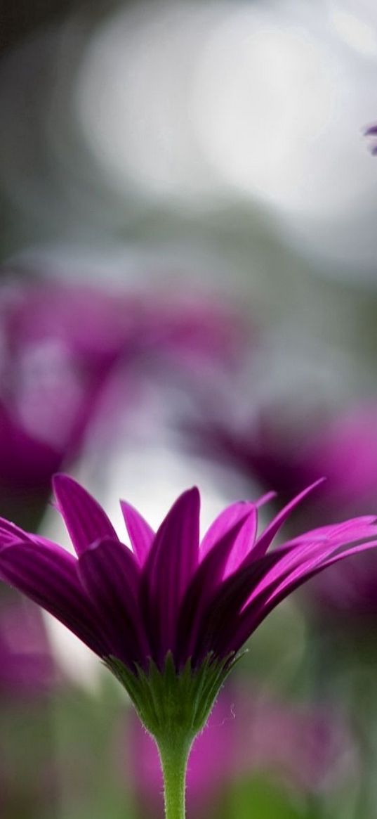 flowers, stems, blurred, close-up