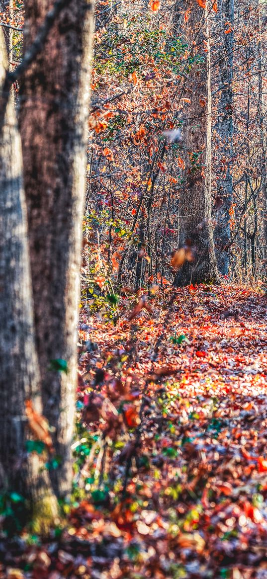 forest, trees, fallen leaves, autumn, nature