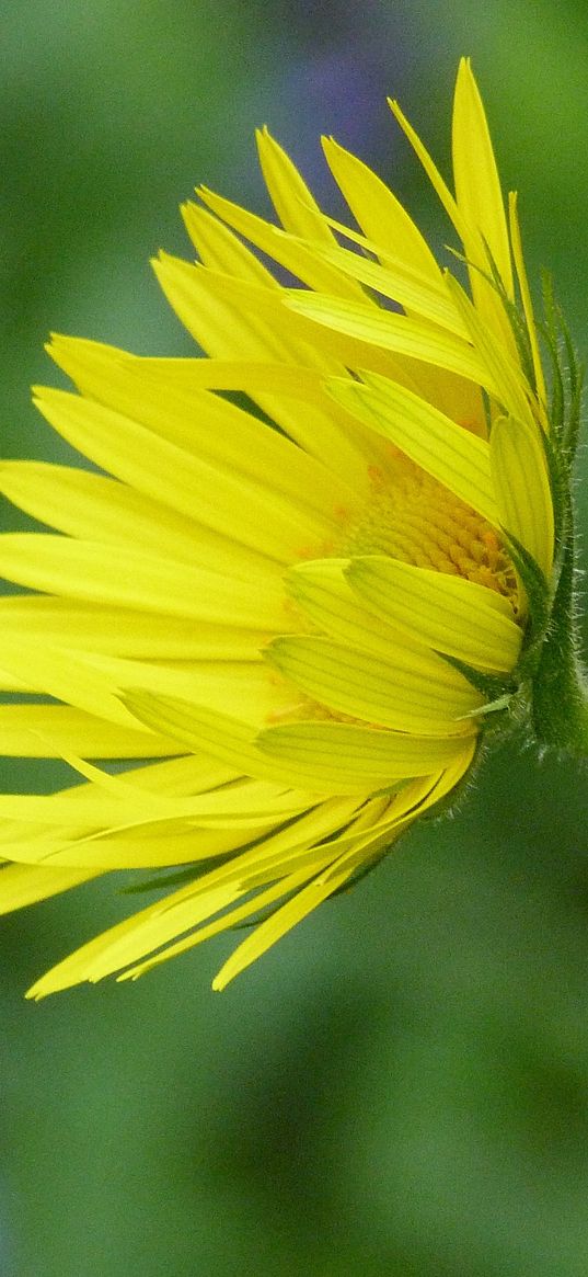 flower, bud, stem, green, close-up