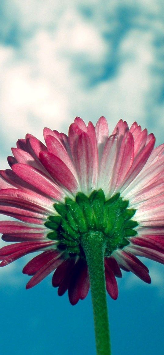 daisy, flower, sky, clouds