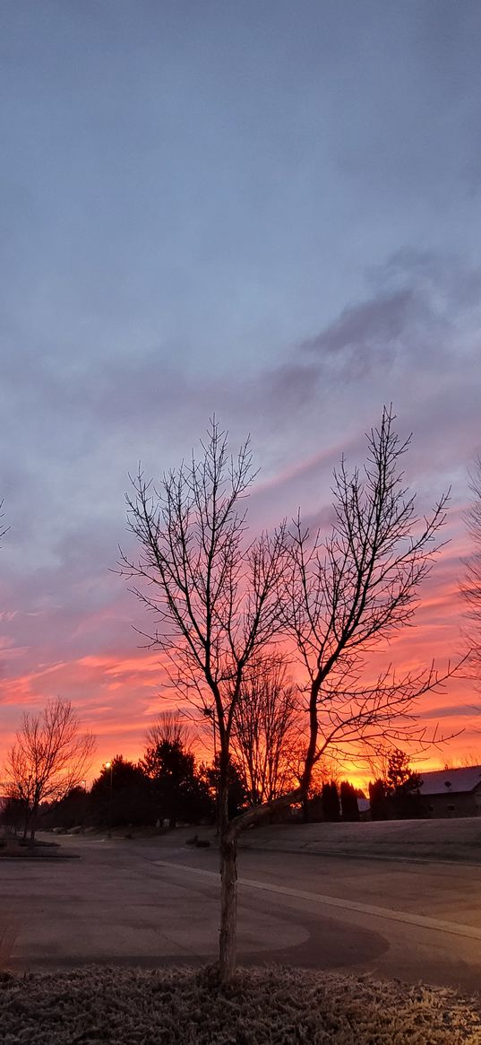 morning, sun, sun rise, tree, pink sky, nature