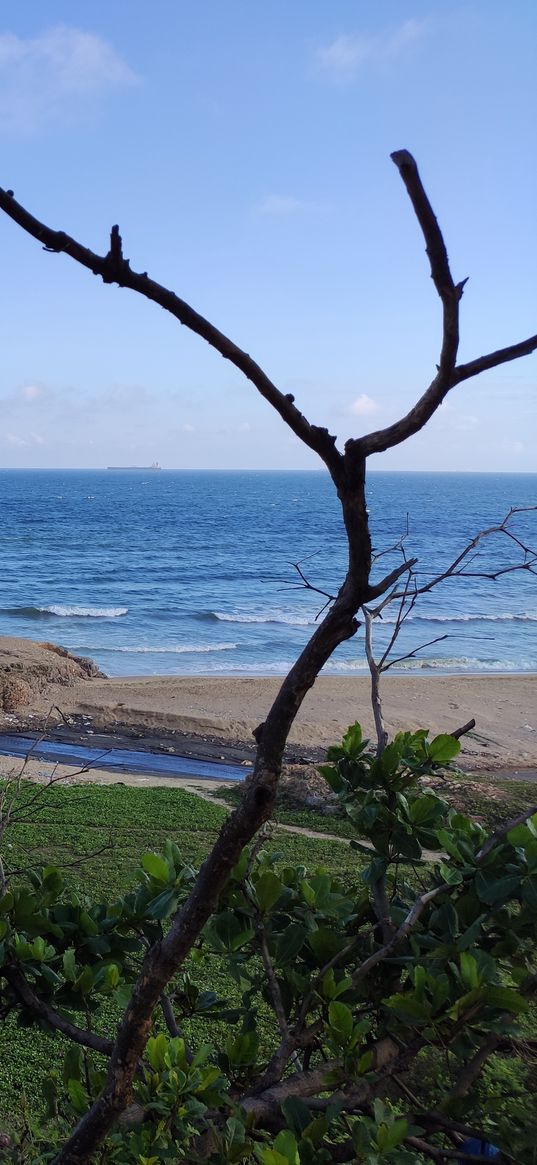 beach, sea, tree, blue sky, horizon, sunny