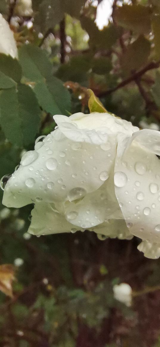 roses, white roses, flowers, white flower, drops, nature, rain