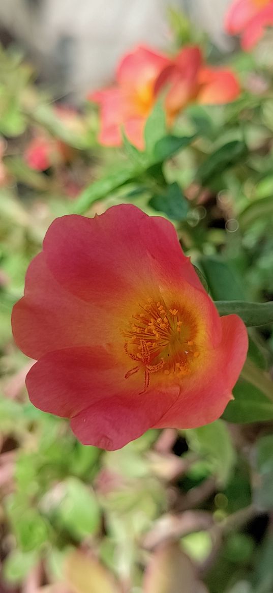 purslane, macro, flower, pink