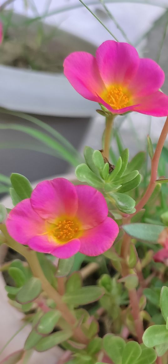 purslane, flower, nature