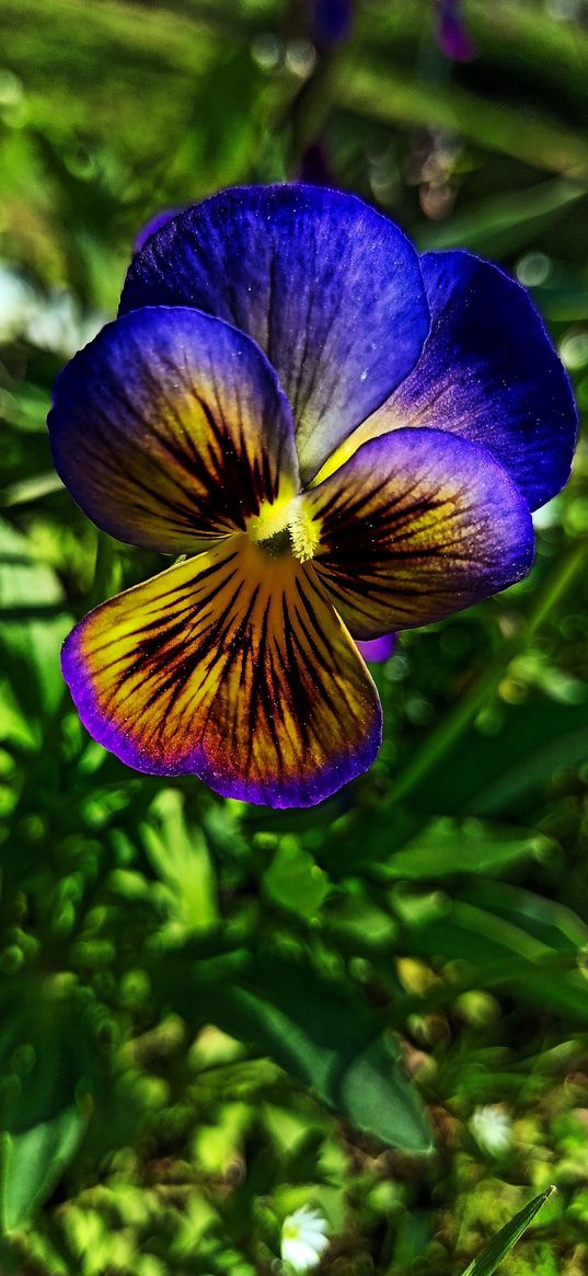 viola, pansies, flower, purple, leaves, green