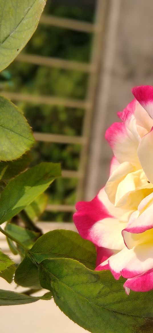 roses, pink roses, pink flower, flowers, plants, leaves