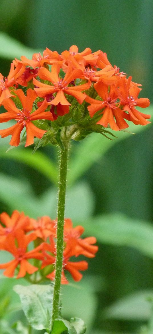 flowers, small, bright, grass, close-up