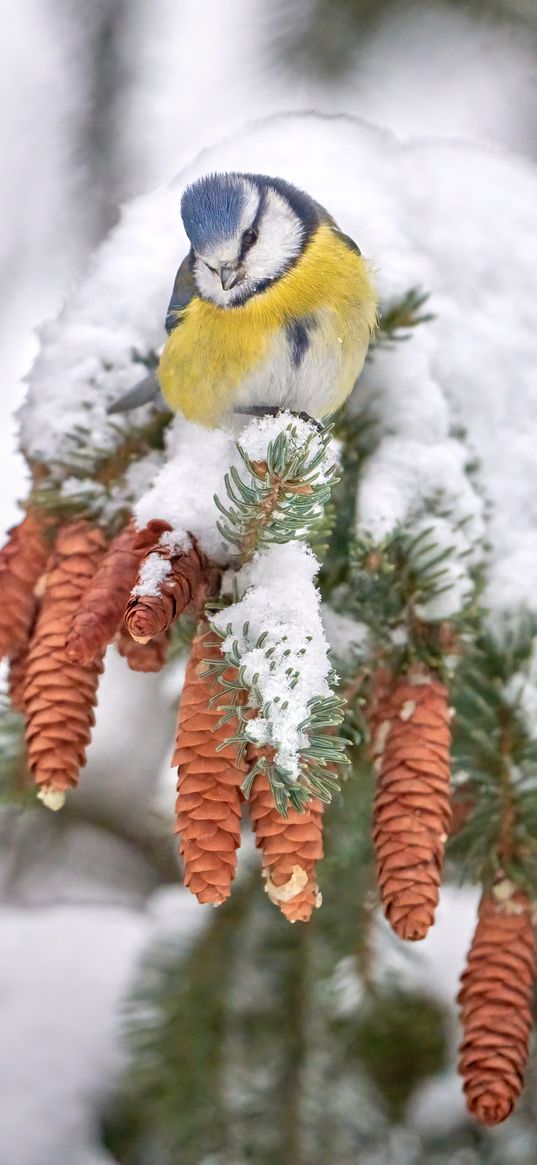 tit, bird, branches, needles, cones, snow, winter