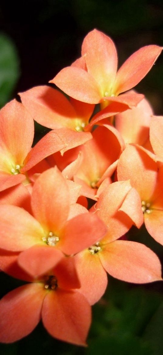 flowers, small, bright, close up, leaves