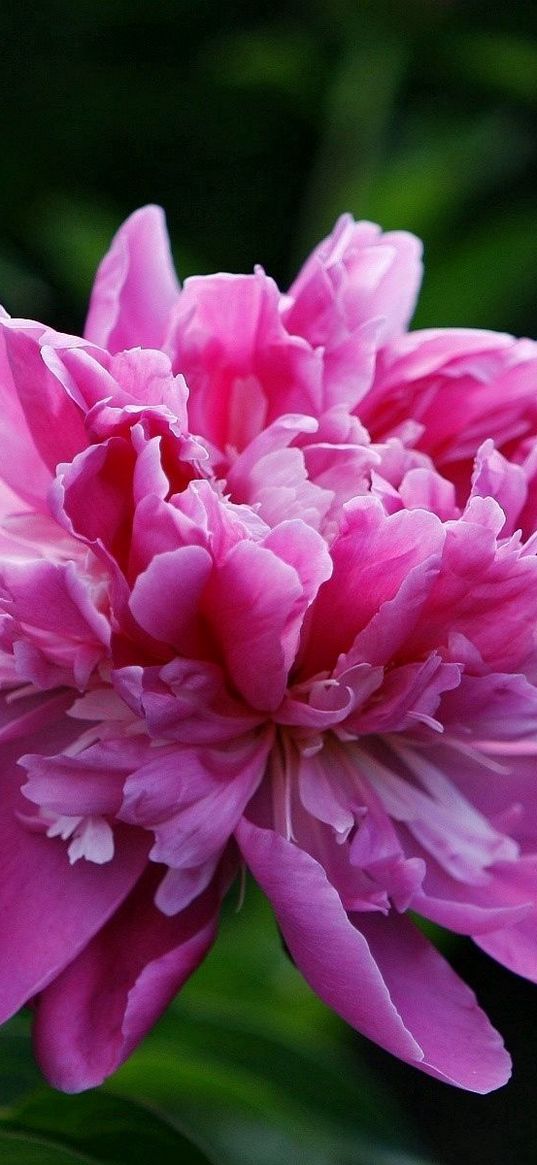 peony, flower, pink, leaves, close-up