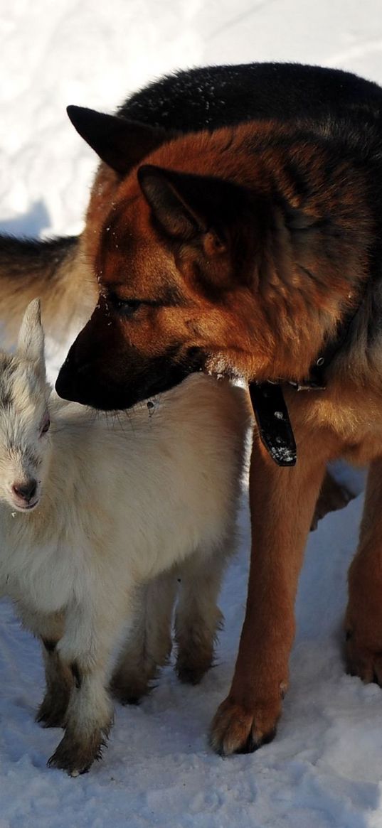 dog, hunting, snow, winter