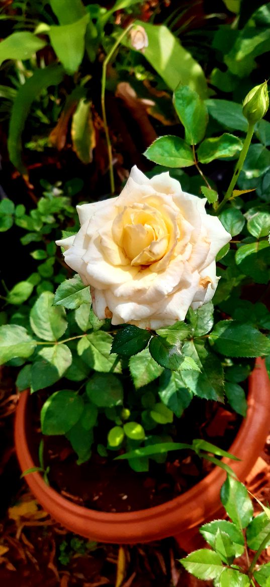 roses, white roses, white flower, pot, plant, nature, leaves