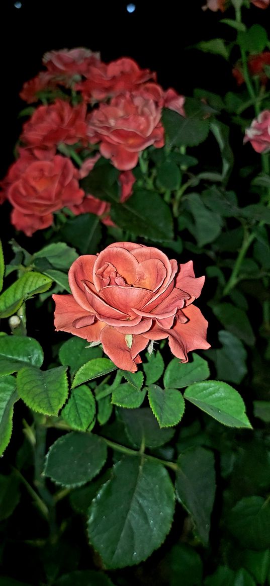 roses, pink roses, pink flower, flowers, nature, plants, leaves, night