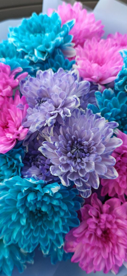 chrysanthemum, flowers, pink flower, lilac flower, blue flower, nature, plant