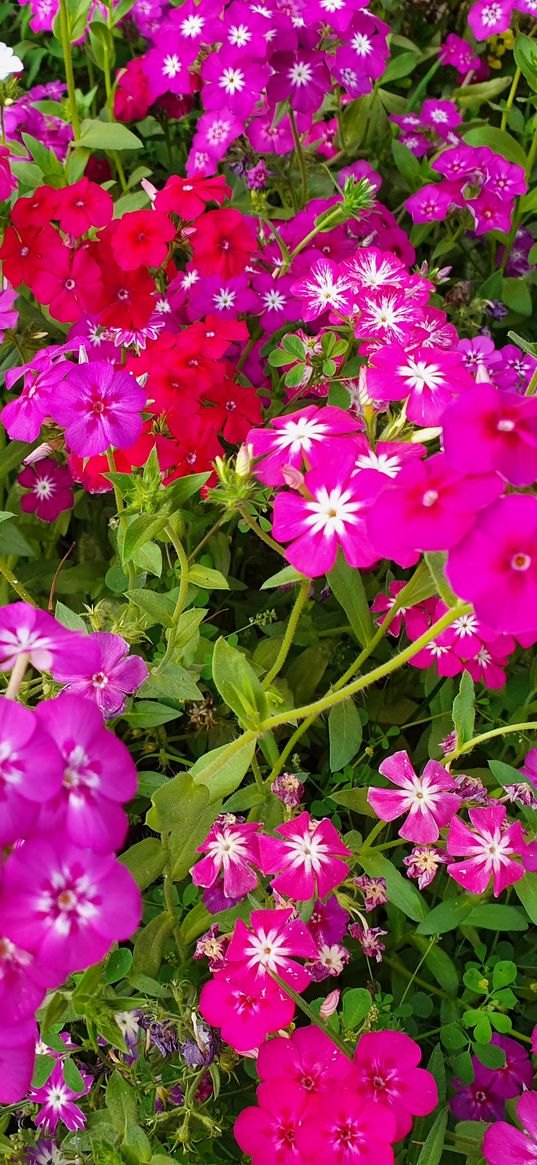 pink, lowers, phlox