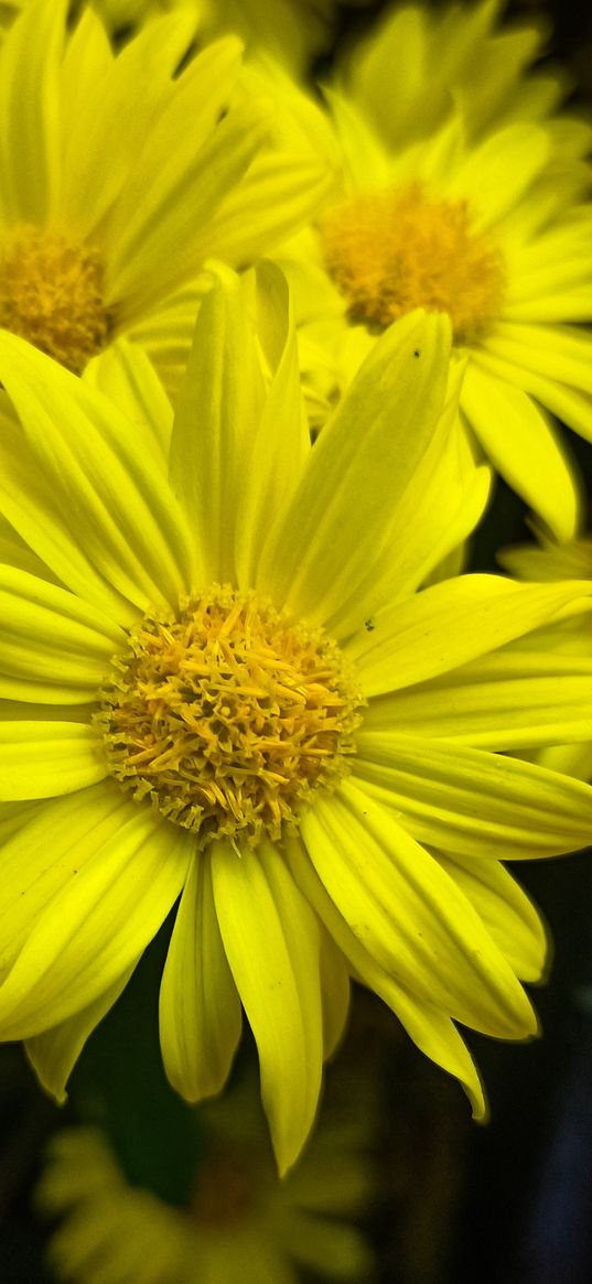 yellow, flowers, chrysanths