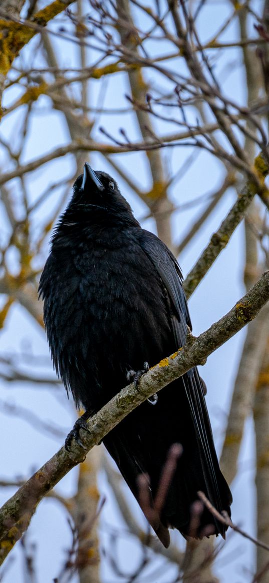 raven, bird, feathers, branches, observation, wildlife