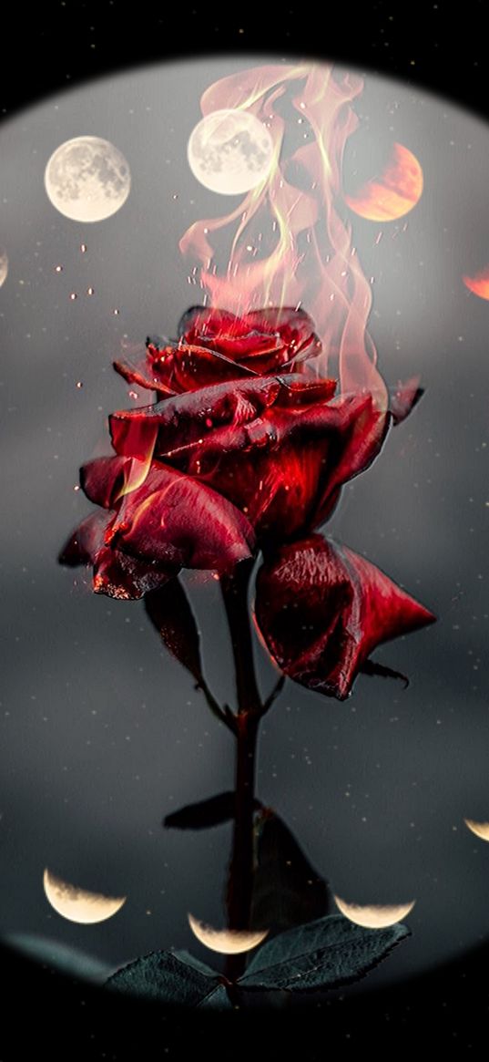 rose, flower, fire, moon, phase