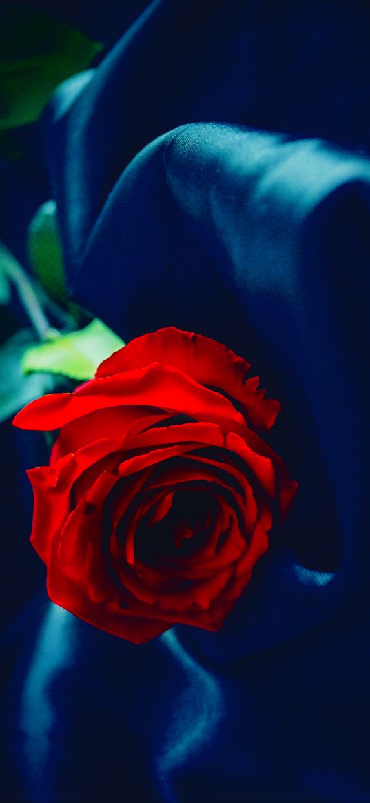 rose, cloth, red, blue