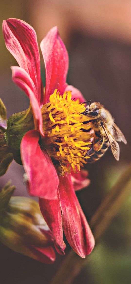 flower, bee, pollination, nature, pink