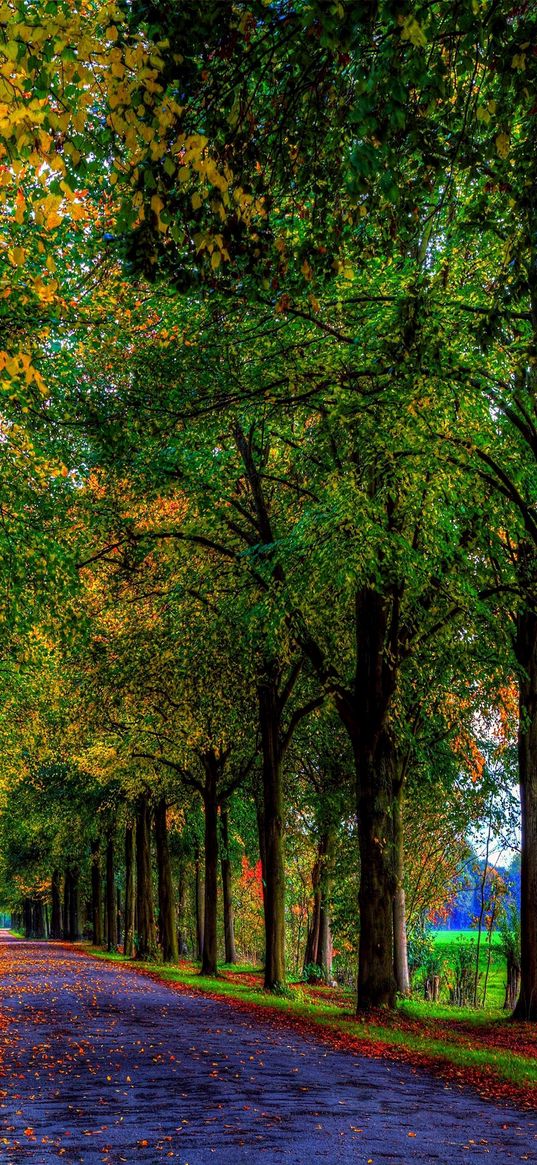 road, nature, trees, autumn, beauty