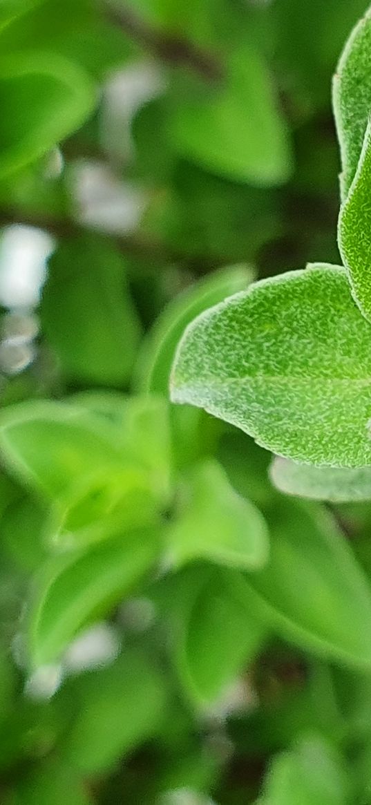 plant, oregano, spice, herbal tea, green