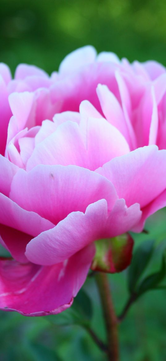 peony, petals, bud, flower, herbs, garden