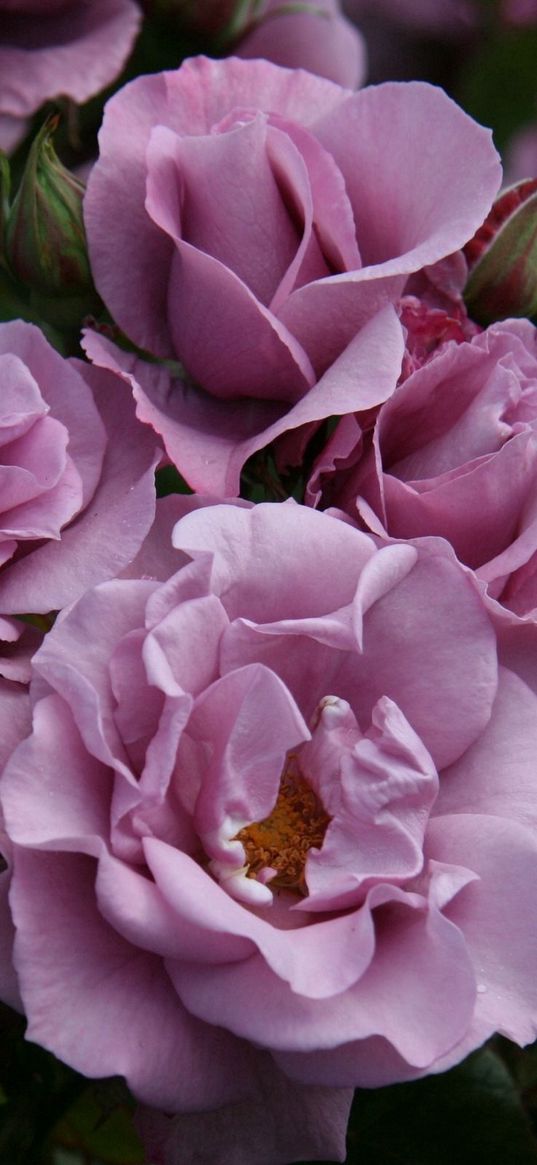 roses, shrub, buds, leaves, garden