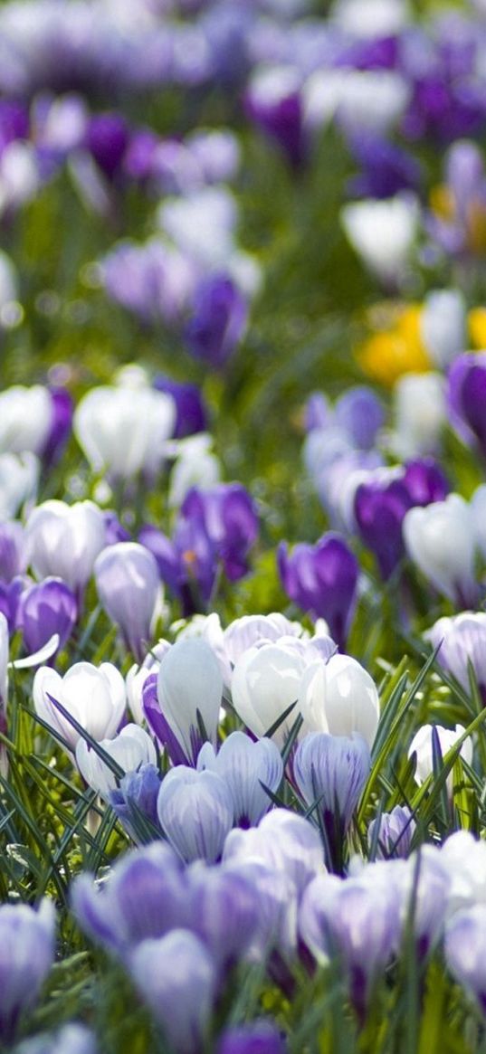 crocuses, flowers, meadow, different, spring, primrose