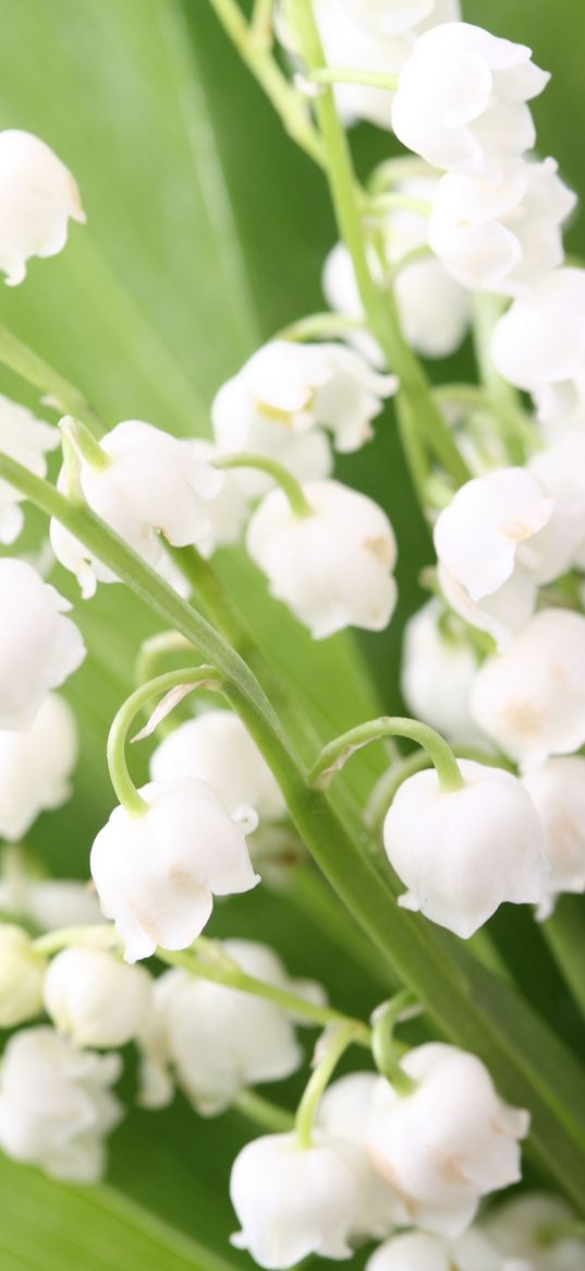 lilys of the valley, flowers, bells, leaves, spring