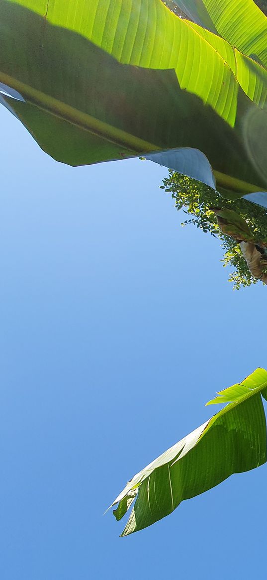 banana, greens, blue sky