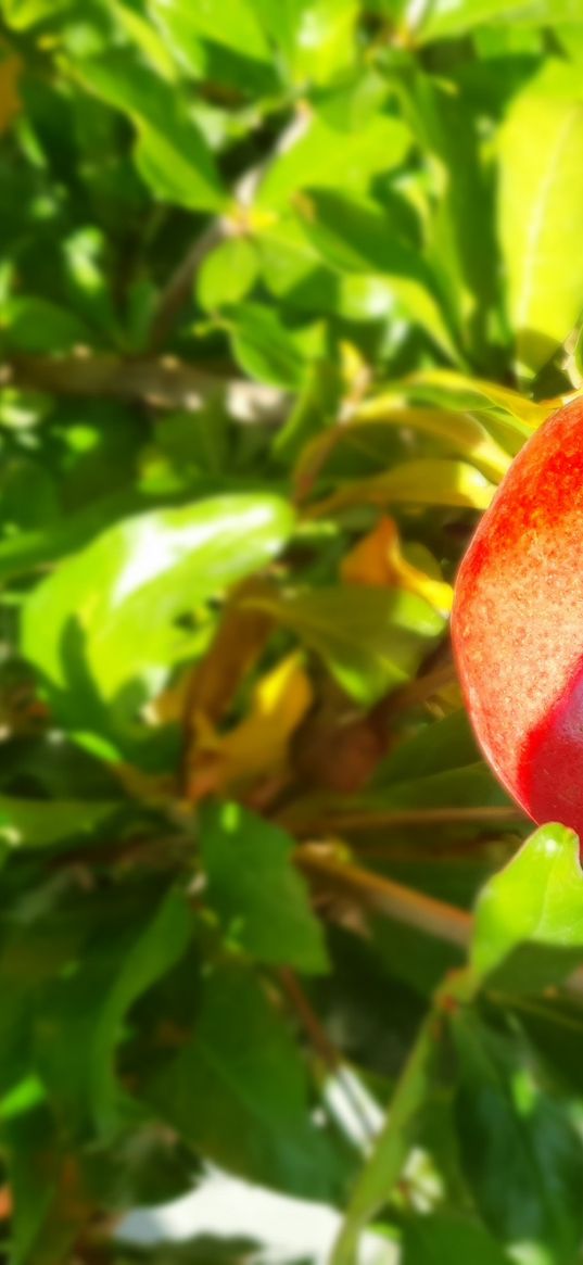 pomegranate, fruit, greens, tree