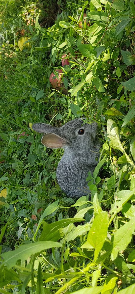 rabbits, grass, greenery