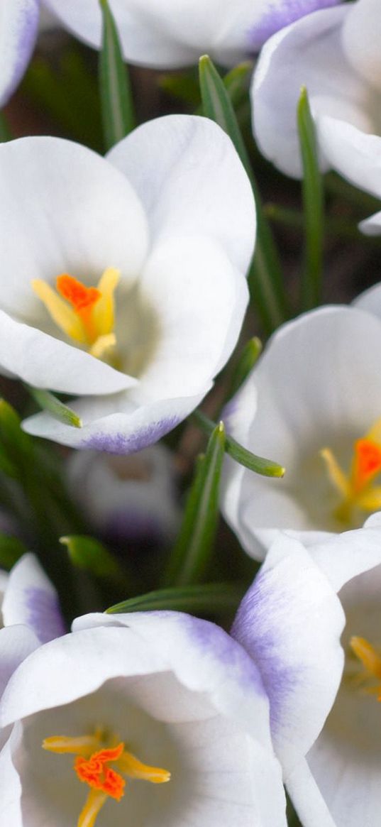 crocuses, flowers, white, loose, stamen, close-up