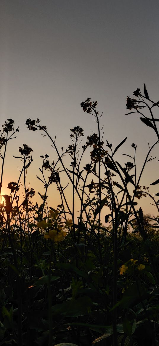 blue sky, nature, grass, sunset