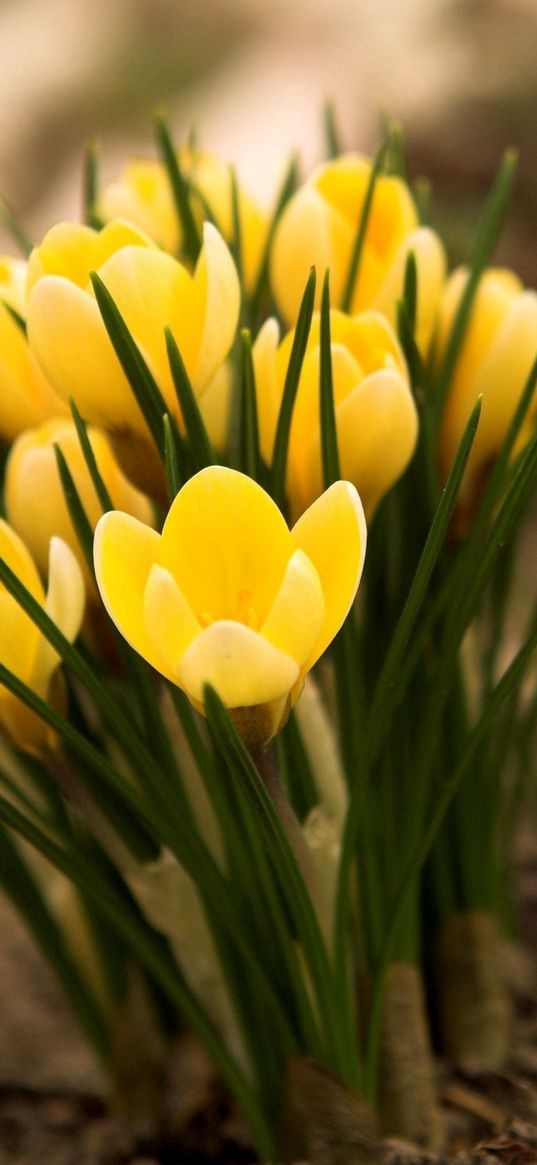 crocuses, flowers, leaves, earth, primroses, spring