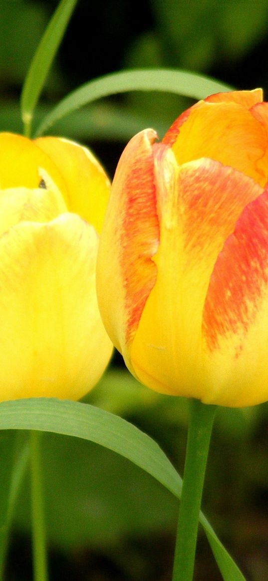 tulips, flowers, yellow, two, grass, spring