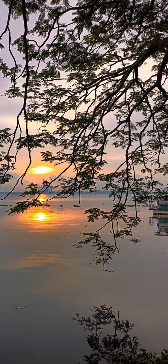 nature, body of water, branches, sunset