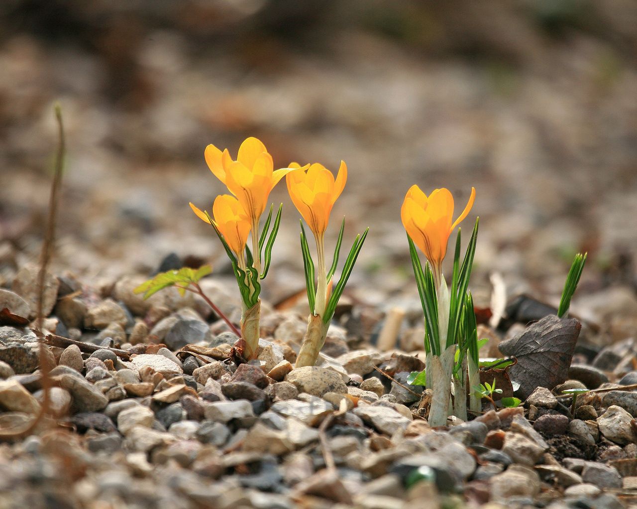 crocuses, flowers, rocks, leaf, spring, nature