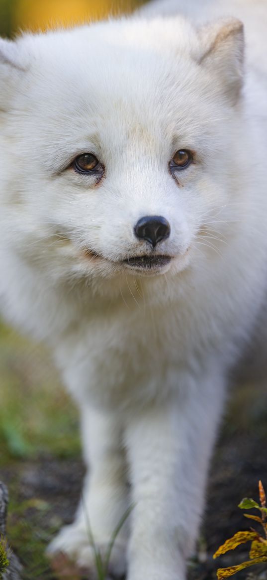 arctic fox, fox, animal, glance, furry, wildlife