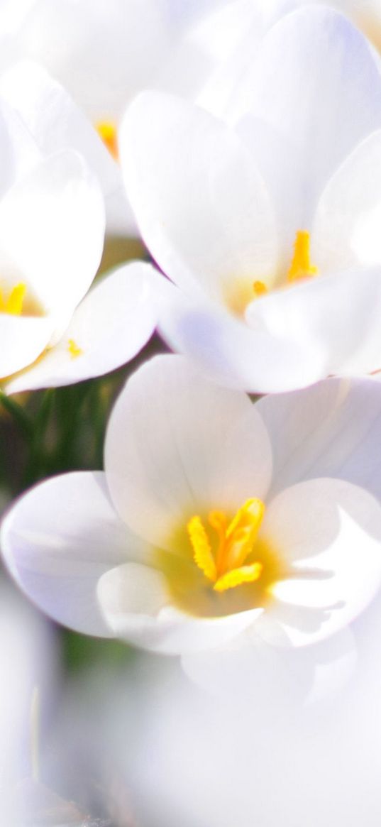 crocuses, flowers, white, spring, mood, close-up